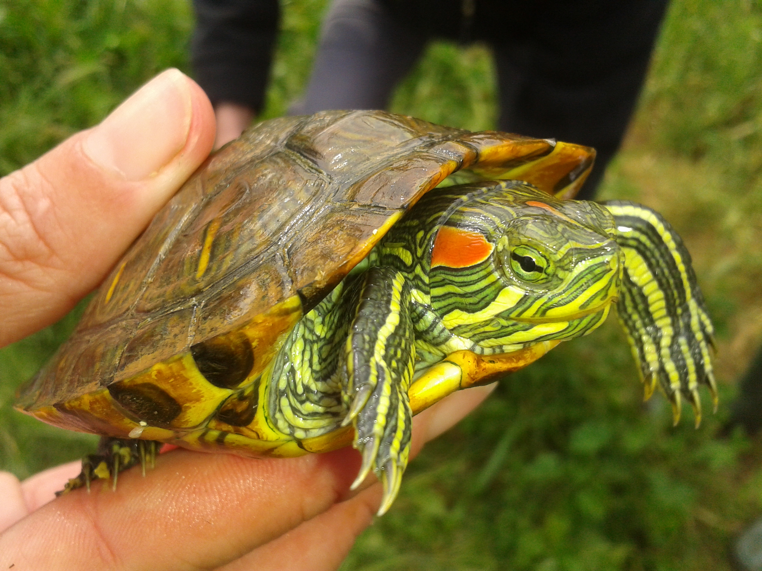 Tortue de floride taille adulte